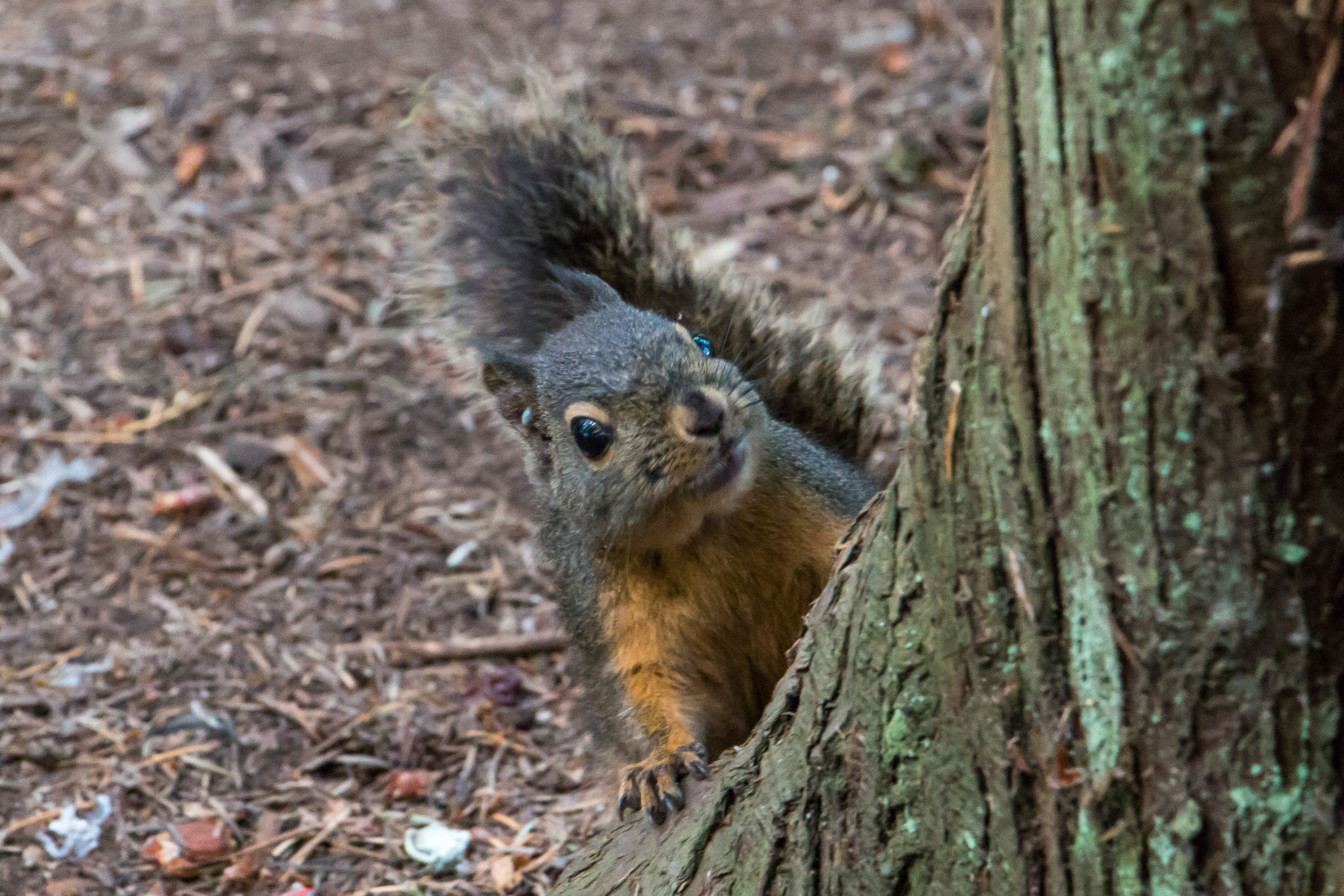 Tamiasciurus douglasii